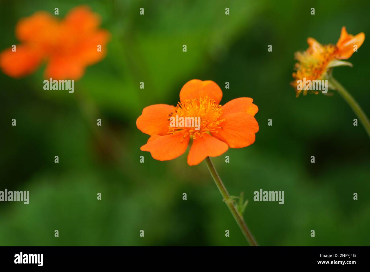 Orangenblüte von Geum coccineum „Borisii“ Stockfoto