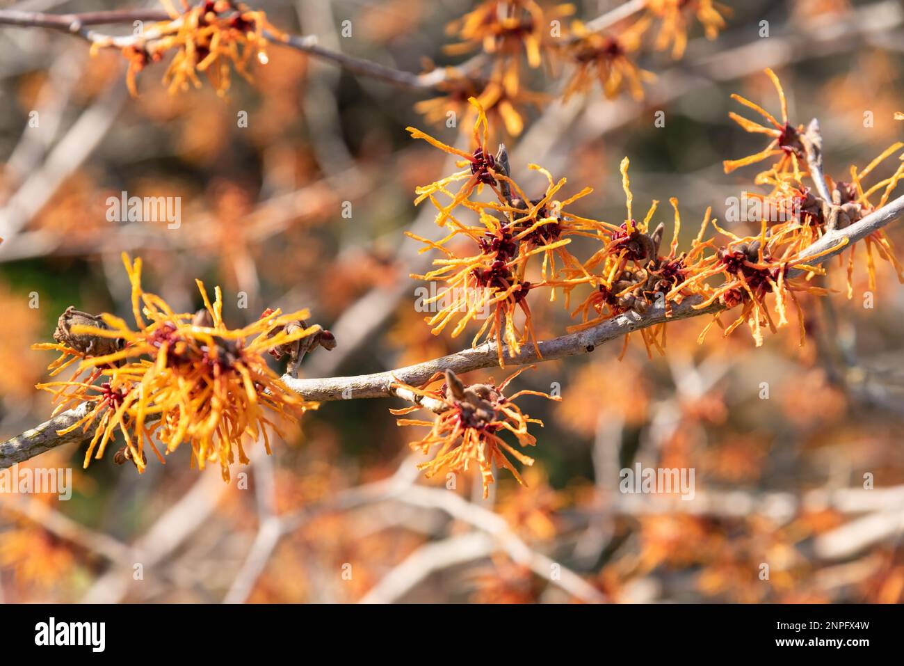 Hexe Hazel, Hamamelis x Intermedia „Harlow Carr“ Stockfoto