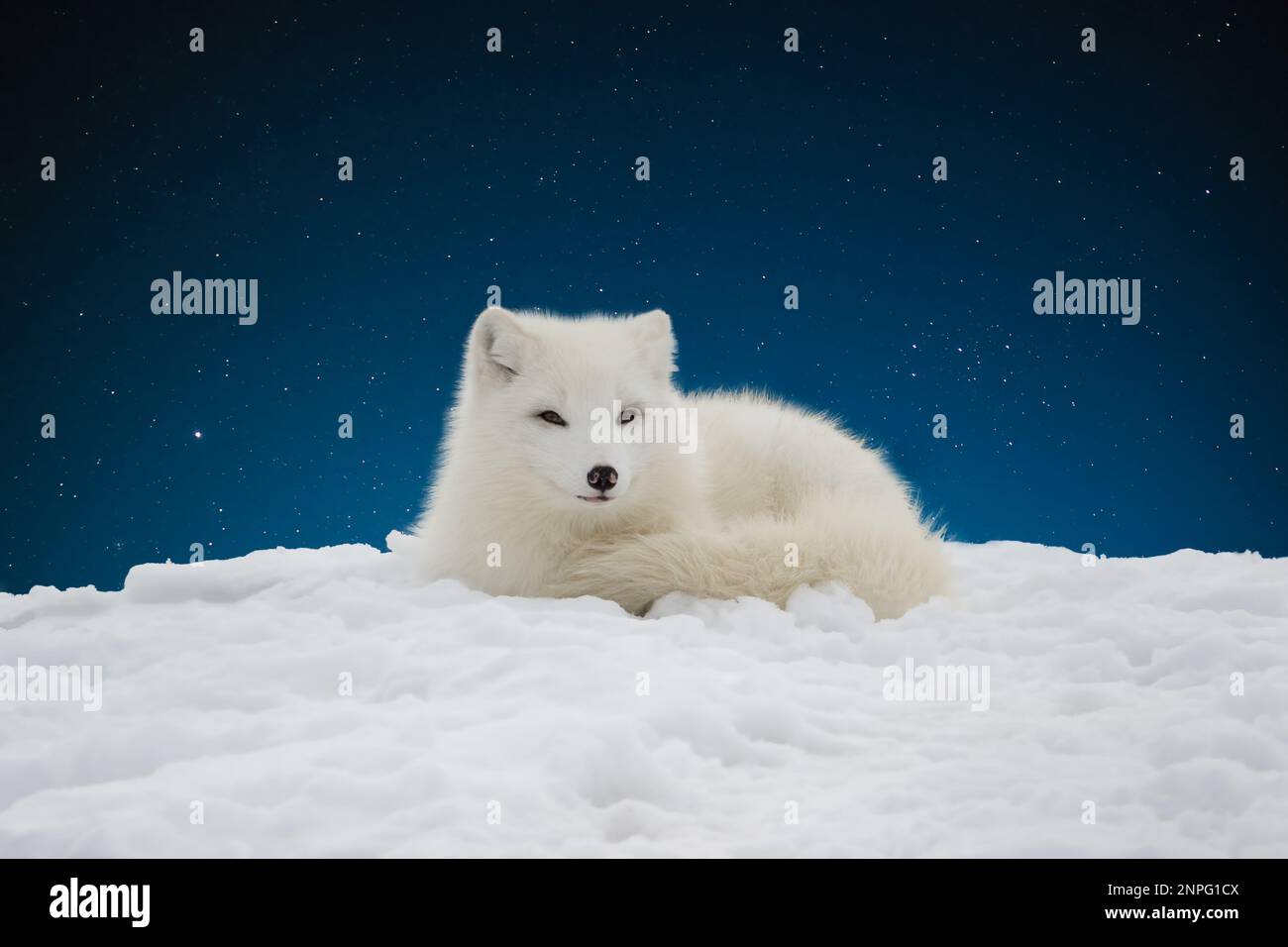 Nahaufnahme des Polarfuchses, der auf einem Schneehügel vor dem dunkelblauen Sternenhimmel liegt Stockfoto