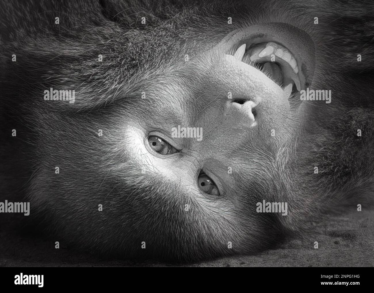 Schwarz-weiß geneigtes Nahaufnahme-Porträt eines japanischen Makaken auf dem Boden Stockfoto