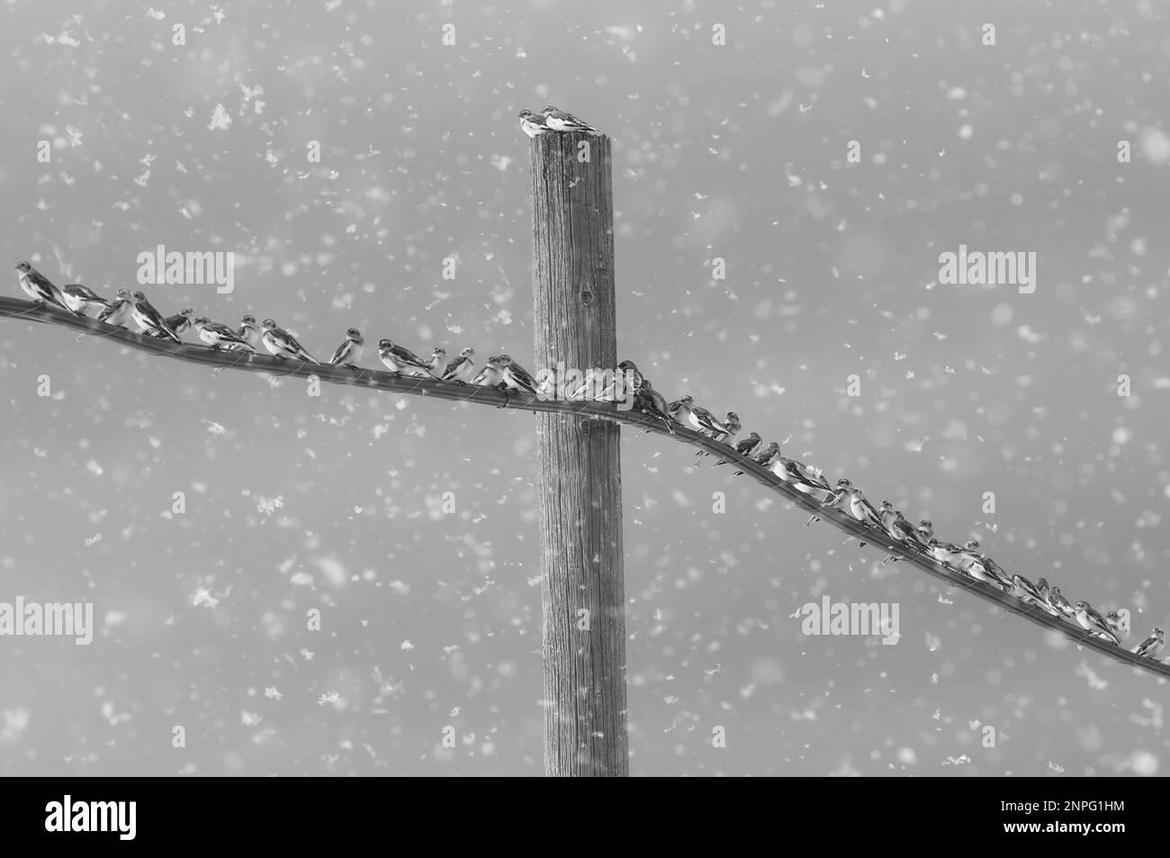 Schneehaken auf Draht- und Holzpfosten bei Winterschnee Stockfoto