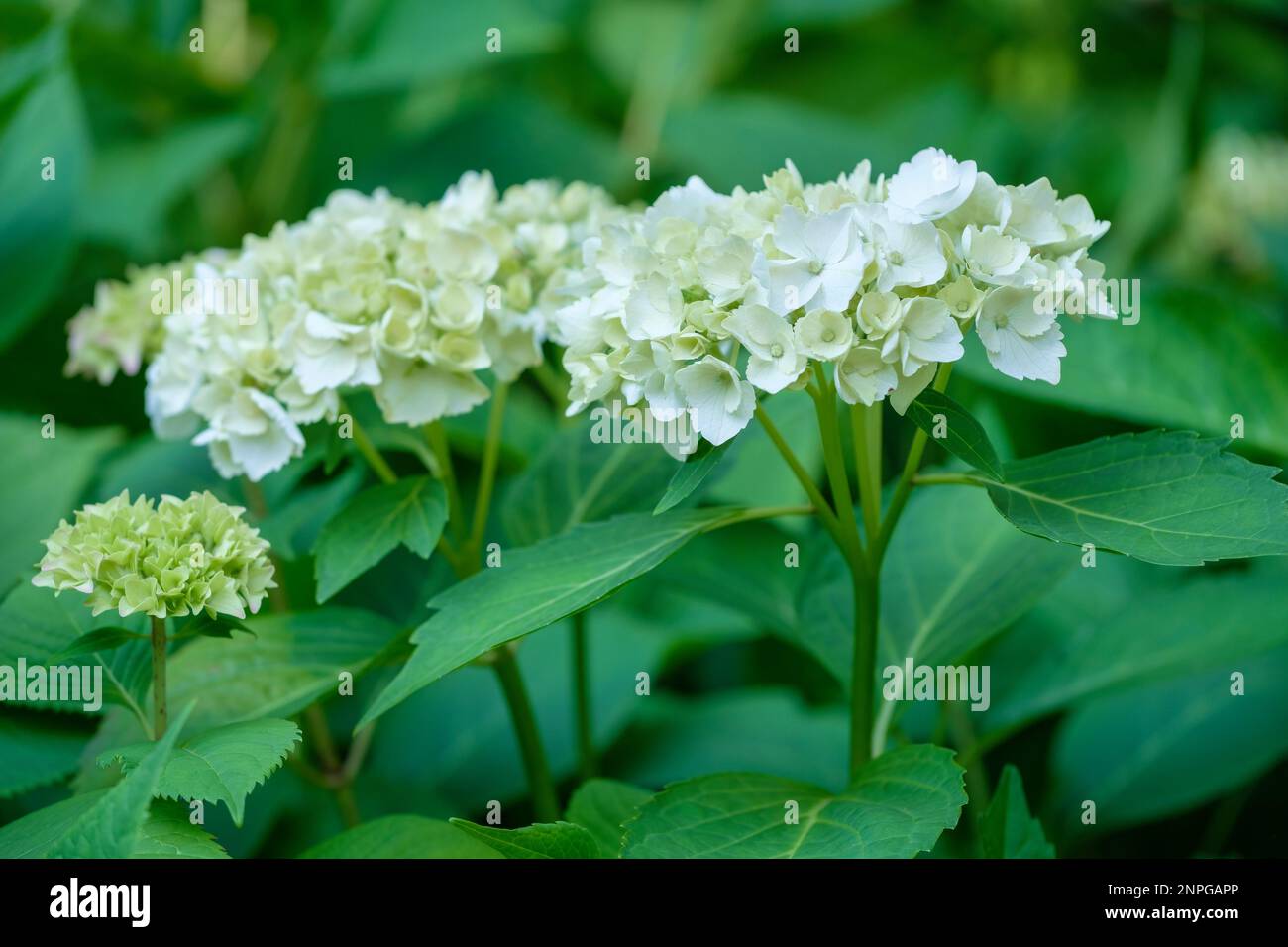 Hydrangea macrophylla Madame Emile Mouillere, Milchstrauch, Hortensia-Typ, abgerundete Köpfe aus weißen, sterilen Blumen Stockfoto