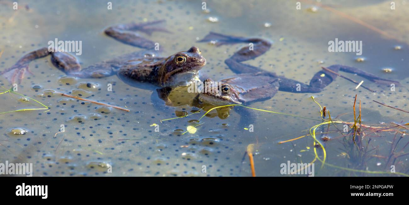 Europäische braune Frosch in lateinischer Rana temporaria mit Eiern Stockfoto