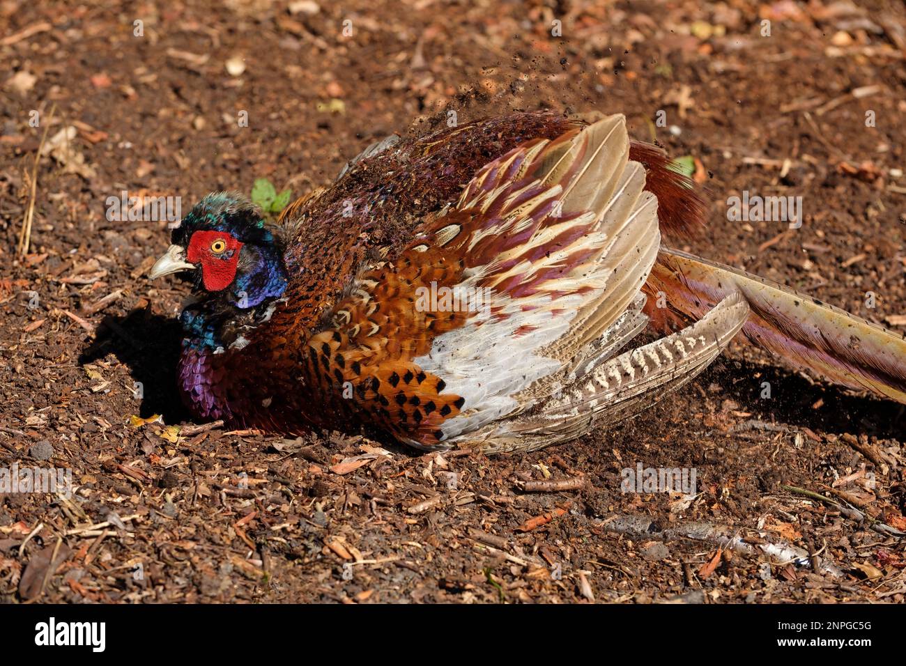 Gewöhnlicher Fasan, Phasianus colchicus, Gamebird, der ein Staubbad, ein Schmutzbad, ein Schlammbad nimmt Stockfoto