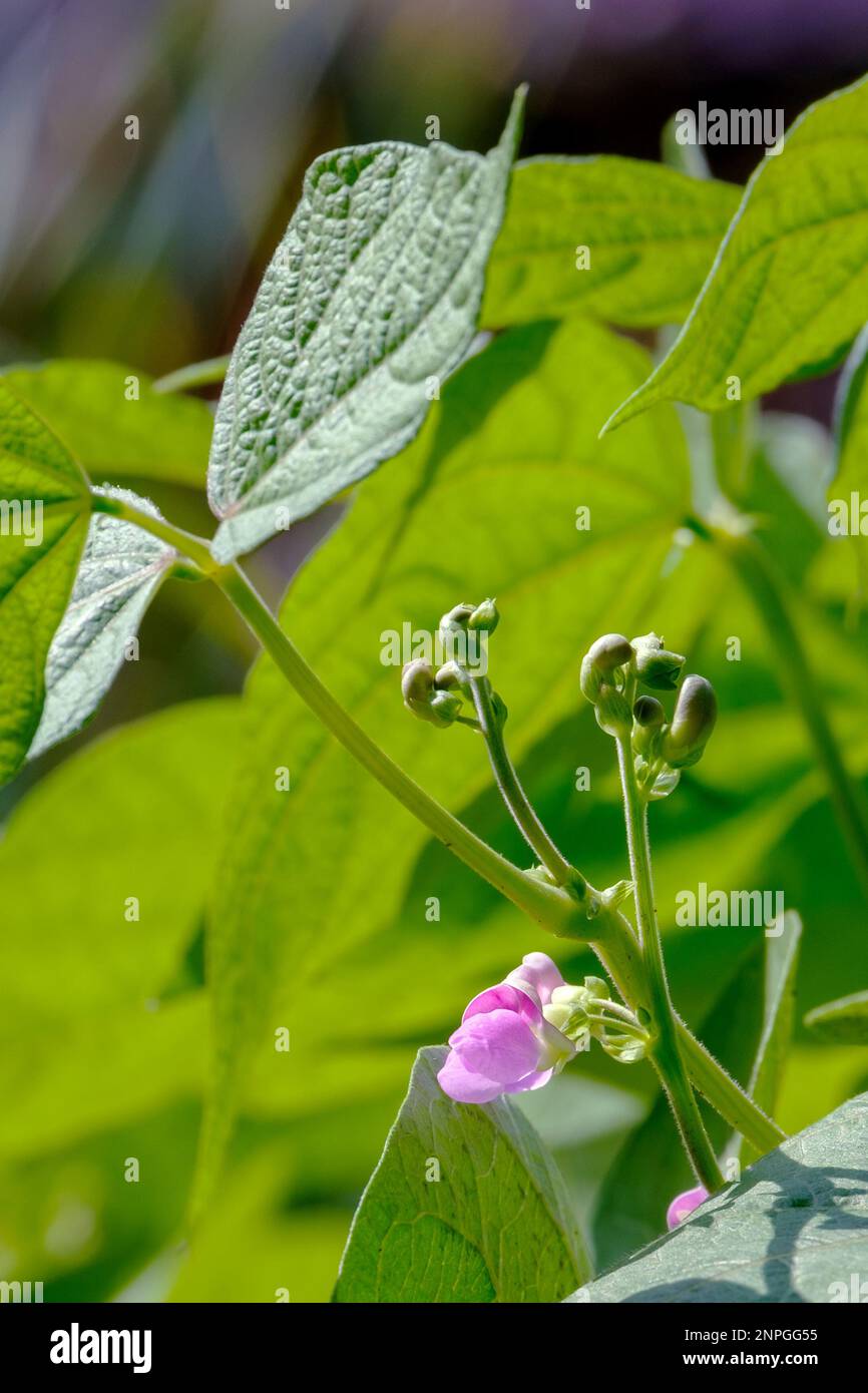 Bohnen. Eine blühende Bohnenpflanze. Phaseolus Stockfoto