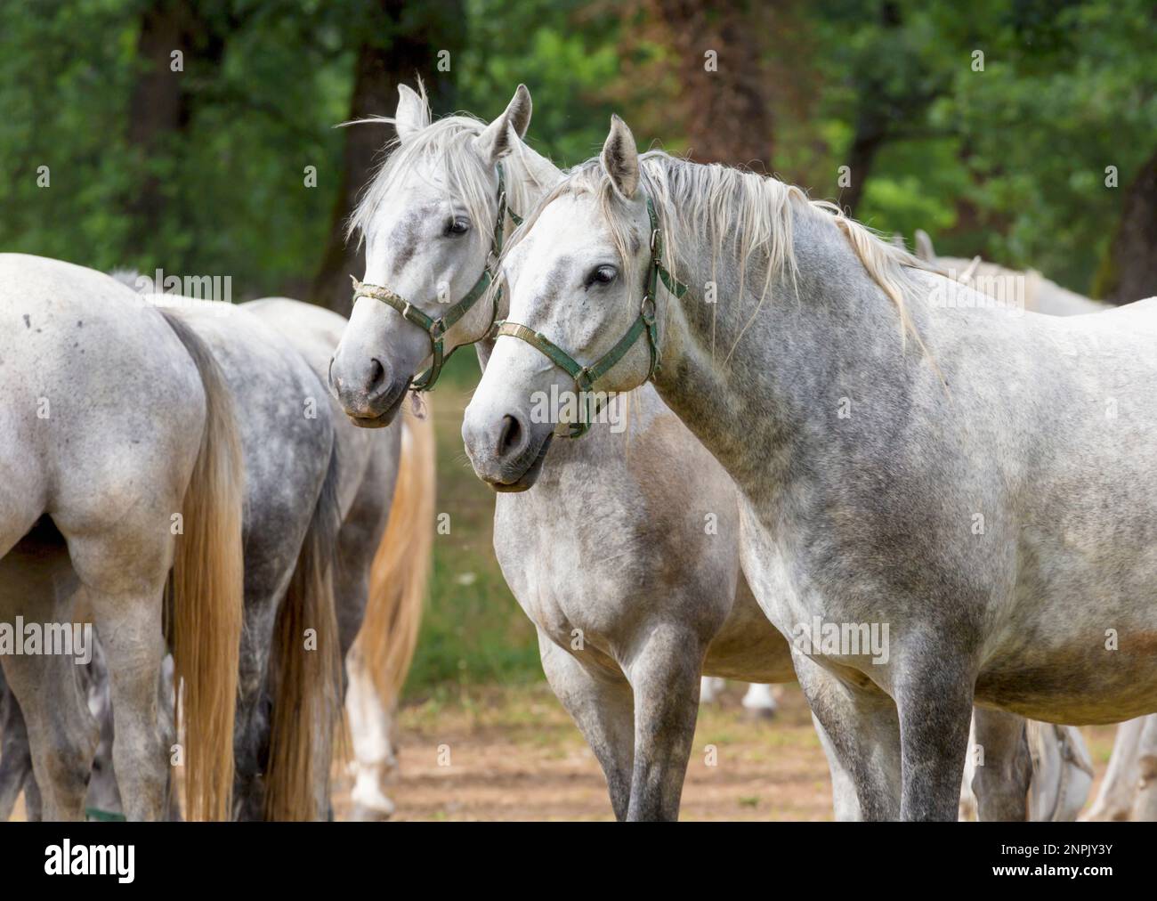 Lipica, in der Nähe von Sezana, Littoral Slowenisch Slowenien.  Lipizanner oder Lipizan Pferde im Gestüt Lipica. Stockfoto