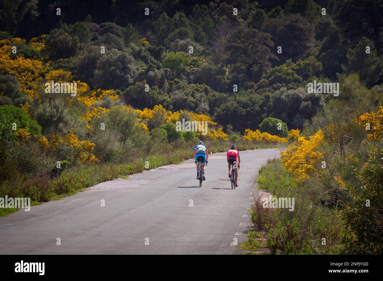 Zwei Fahrradfahrer auf einsamen Straßen im Frühling. Provinz Malaga, Andalusien, Südspanien. Stockfoto