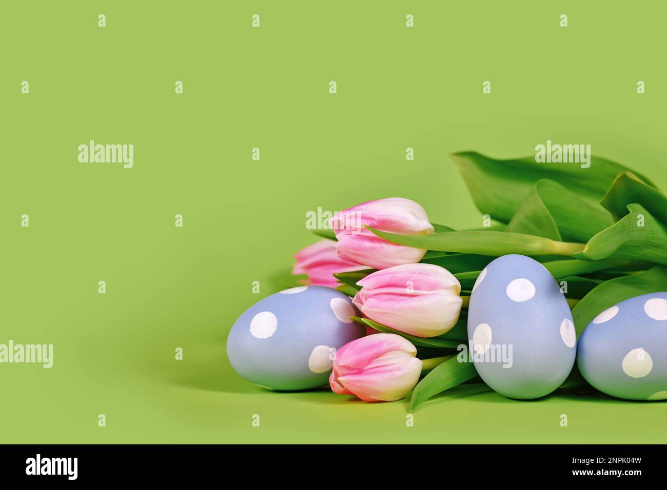 Tulpenblumen und blaue Ostereier auf grünem Hintergrund mit Kopierbereich Stockfoto
