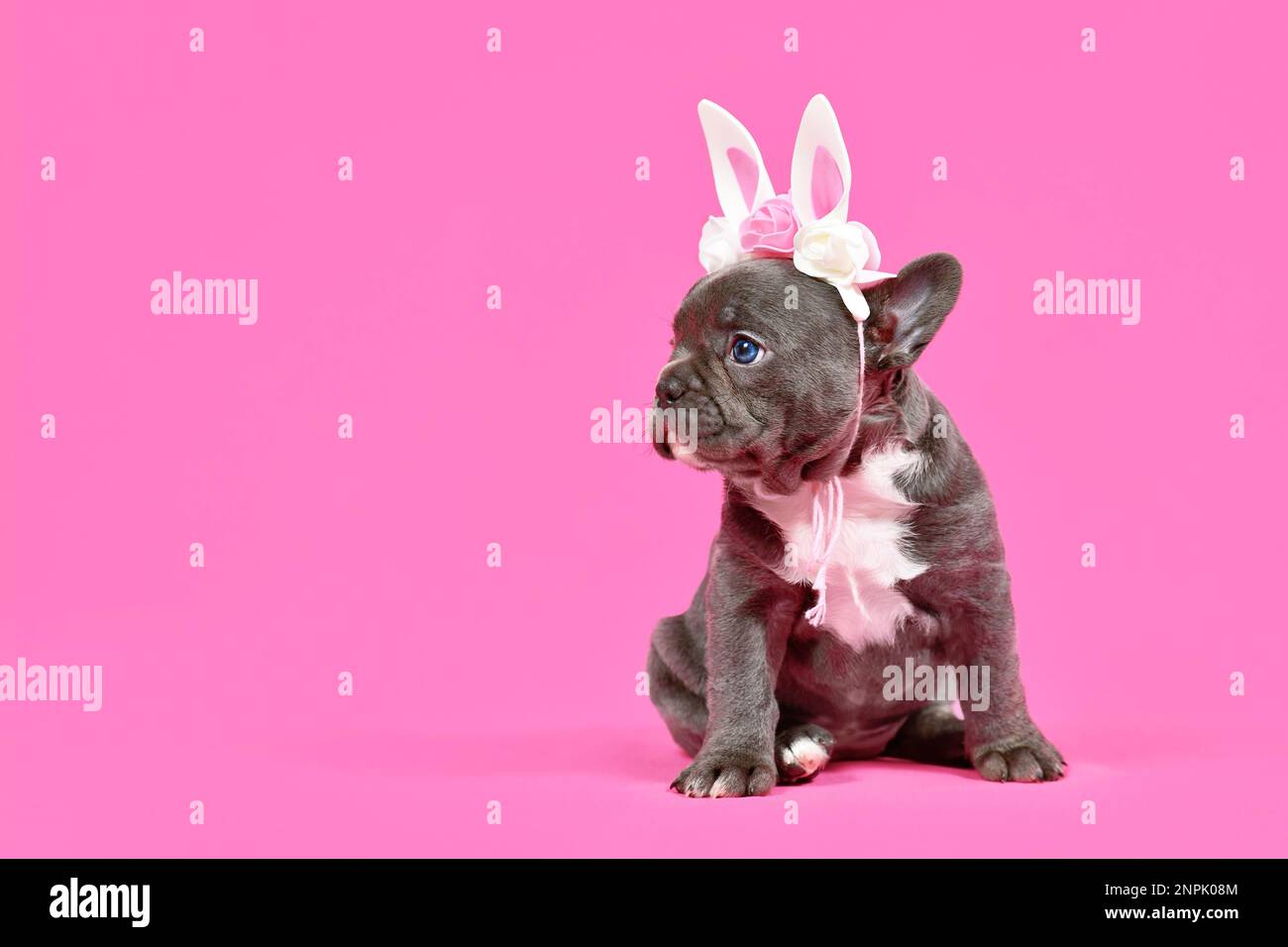 Schwarzer französischer Bulldog mit Osterohren auf pinkfarbenem Hintergrund und Kopierbereich Stockfoto