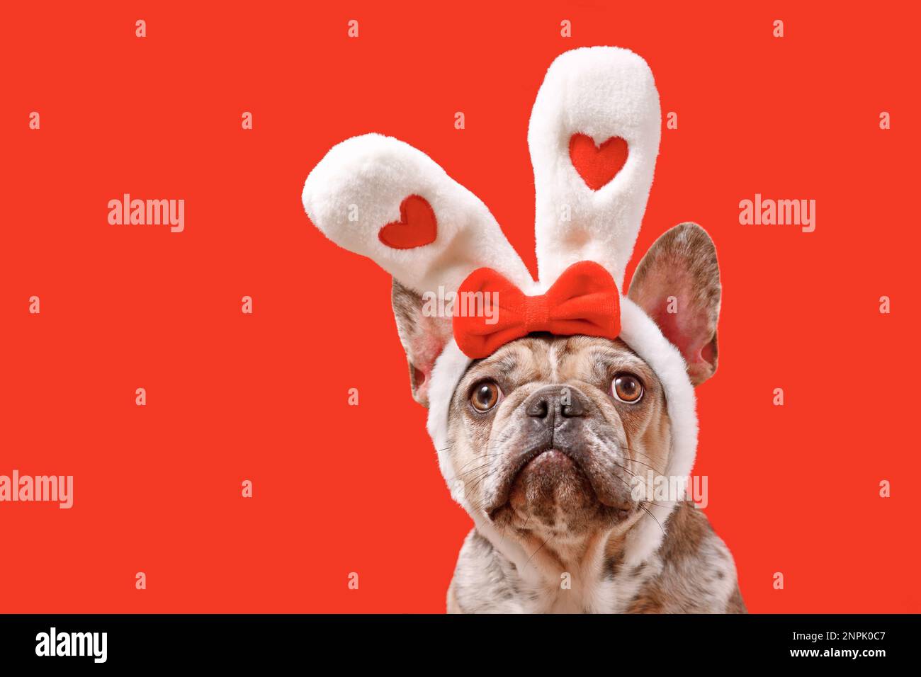 Lustiger französischer Bulldog mit Osterhasen-Kopfband und Herzen auf rotem Hintergrund Stockfoto