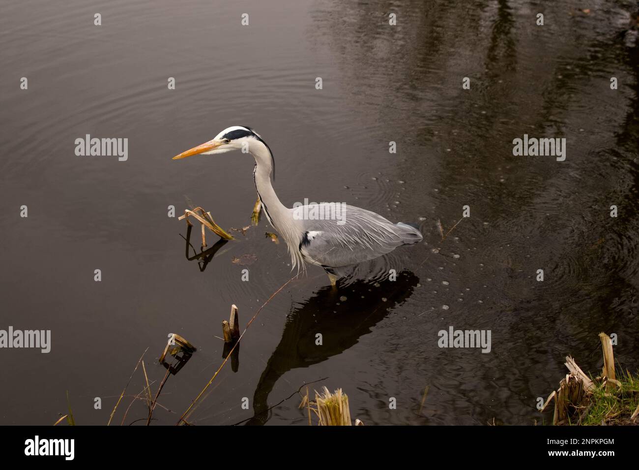 Graureiher (Ardea cinerea) stand in einem Kanal in Zaanse Schans, Zaandijk, Noord-Holland, Niederlande Stockfoto