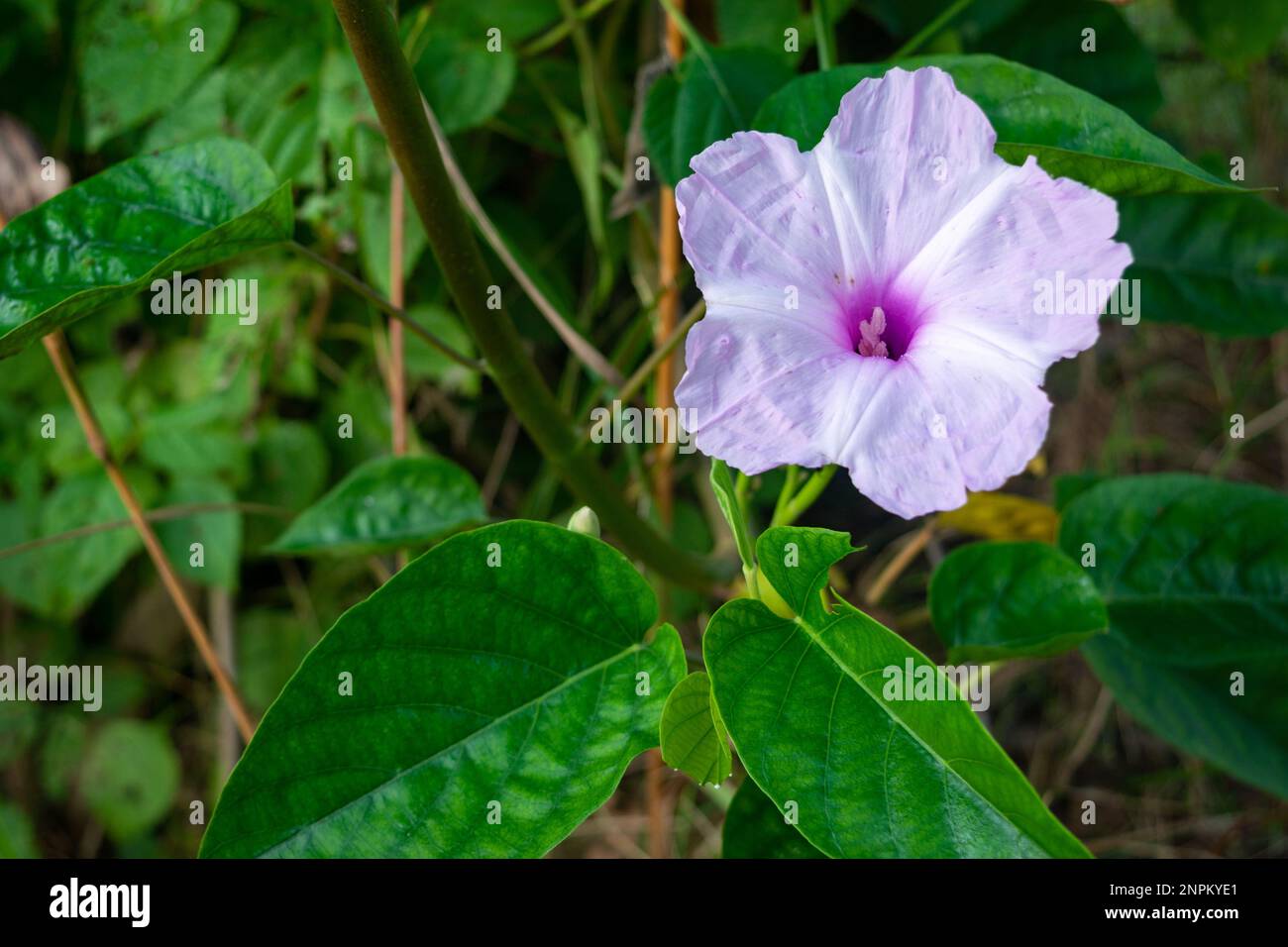 Nahaufnahme der Blüte Ipomoea carnea. Rosa Morgengloria Stockfoto