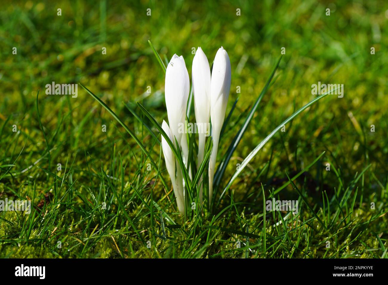Weiße Krokusse im Gras in der Blüten in Knospen schließen