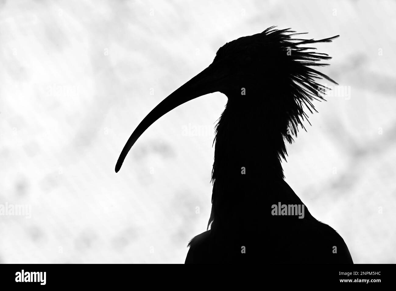 Schwarz-weiße Silhouette eines kahligen nördlichen Ibis mit Hakenschnabel und Federn vor hellem Hintergrund in einem Zoogehege Stockfoto