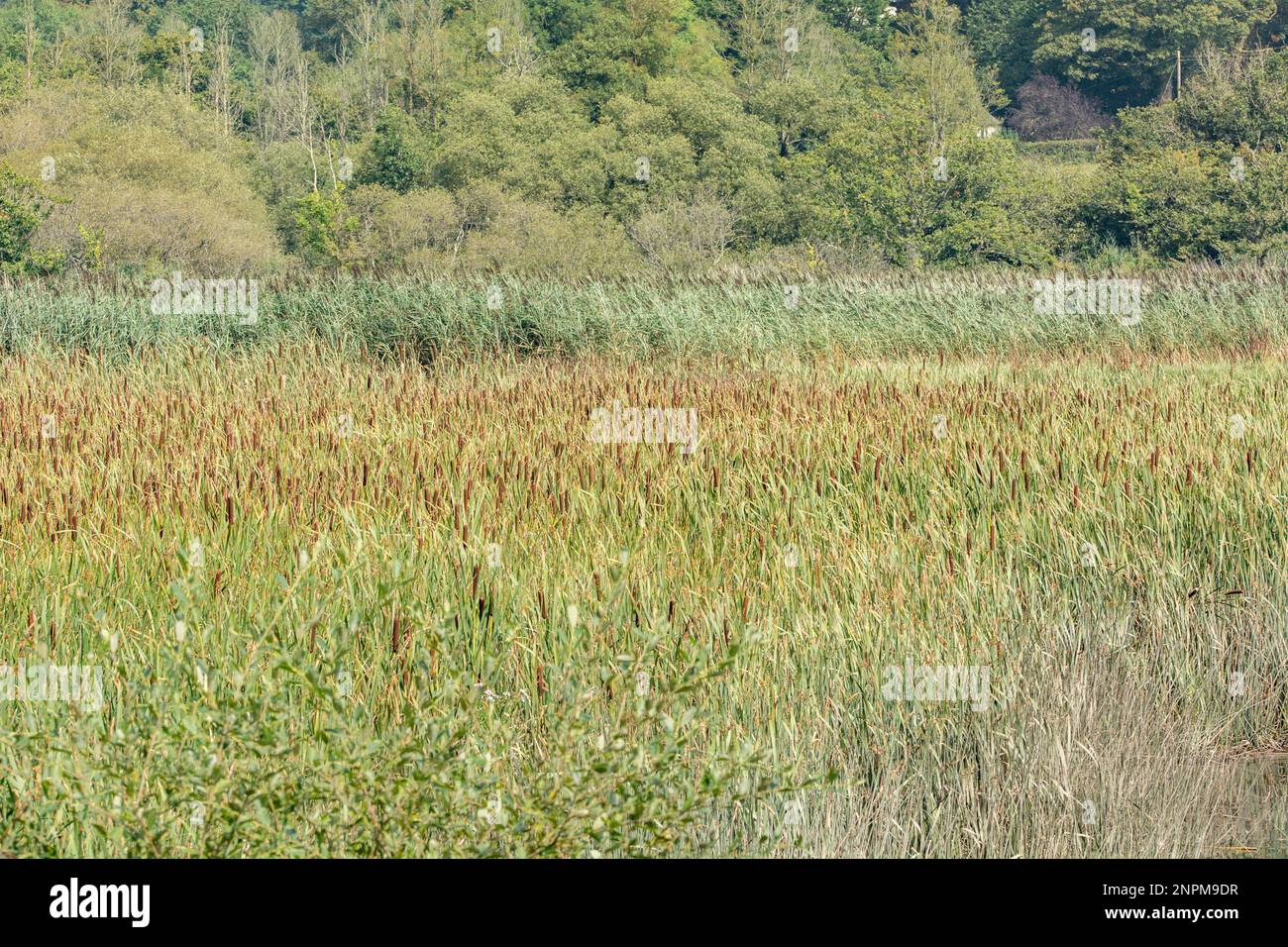 Schilfbeet (Katzenschwanz und Seezungenarten) – Typha latifolia und Phragmites communis. Typische Feuchtgebiete Großbritanniens. Stockfoto