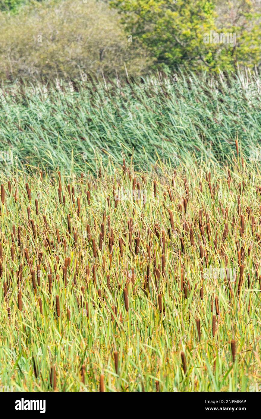 Schilfbeetes (Katze-Tail und gemeinsamen Reed Arten). Fokale Betonung der Katze-Tail braune Köpfe in einer horizontalen Ebene Mitte Bild unten. Stockfoto