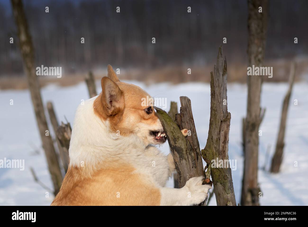 Hund Pembroke Welsh Corgi macht dumme Gesichter, um sich etwas zu gönnen Happy Dog im Schnee Stockfoto