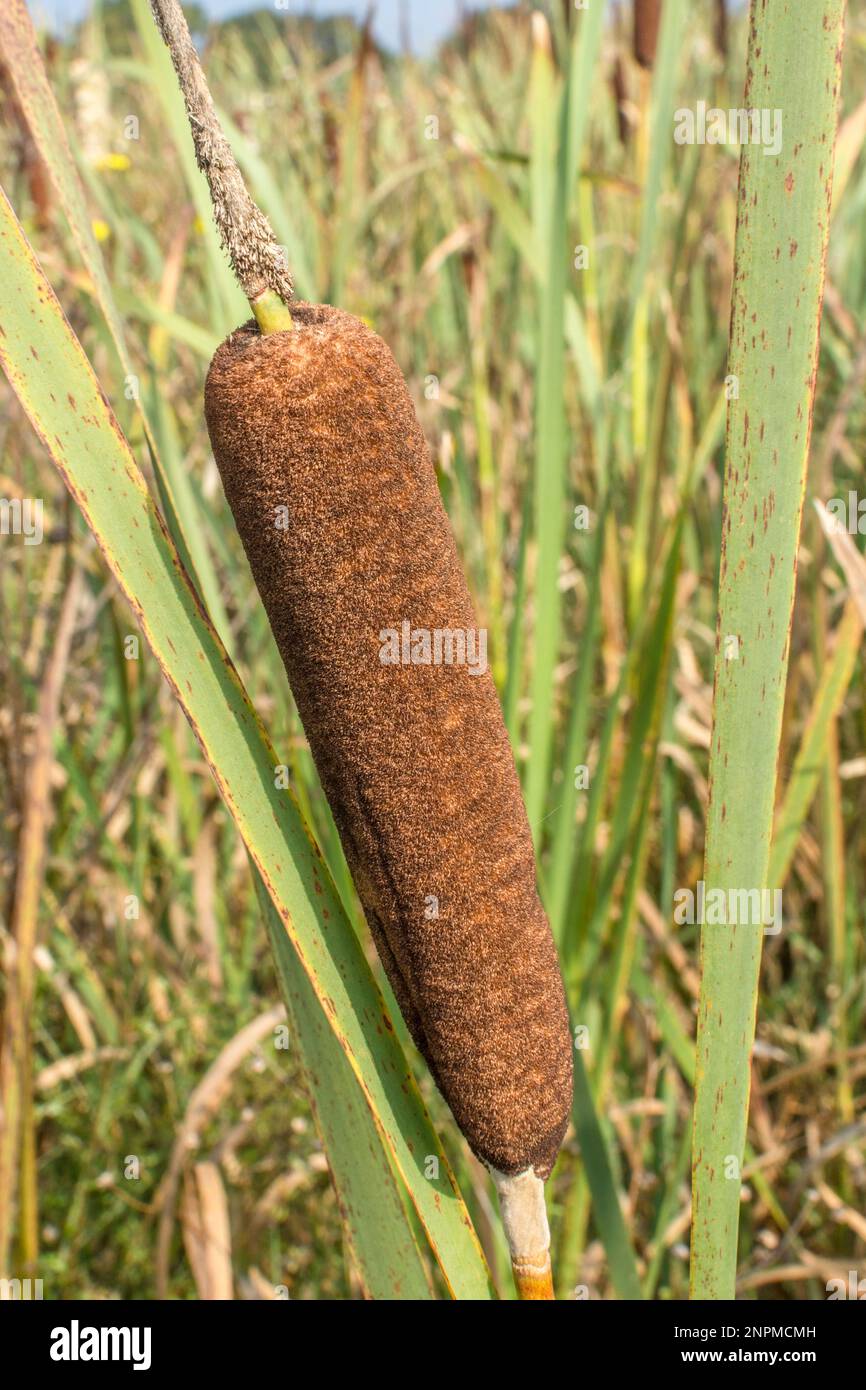 Nahaufnahme des Katzenschwanzes/Großen Reedmace/Bulrausch – Typha latifolia. Typisches Feuchtgebiet in Großbritannien. Stockfoto