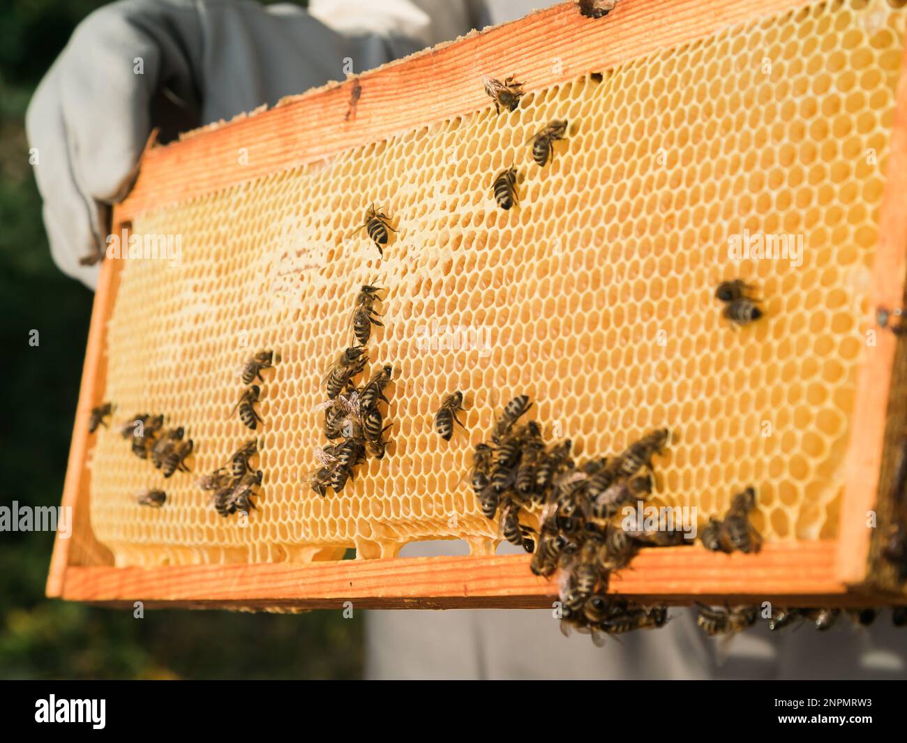 Bienenzüchter, der Waben aus dem Bienenstock entfernt. Person im