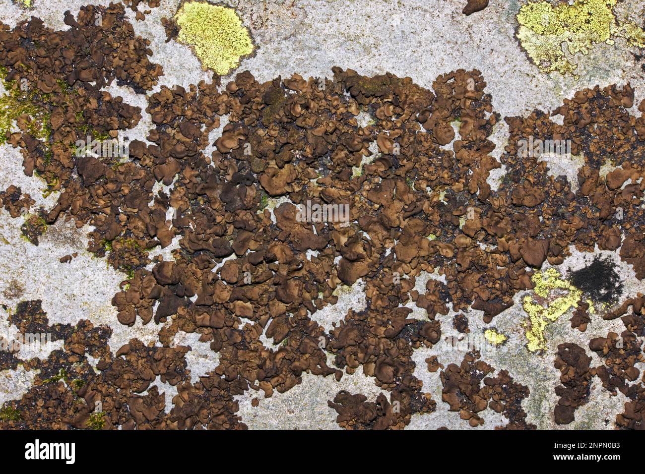 Umbilicaria polyphylla (Blütensteintripe) wächst auf freiliegenden Felsen in arktisch-alpinen Lebensräumen. Sie ist weit verbreitet. Stockfoto