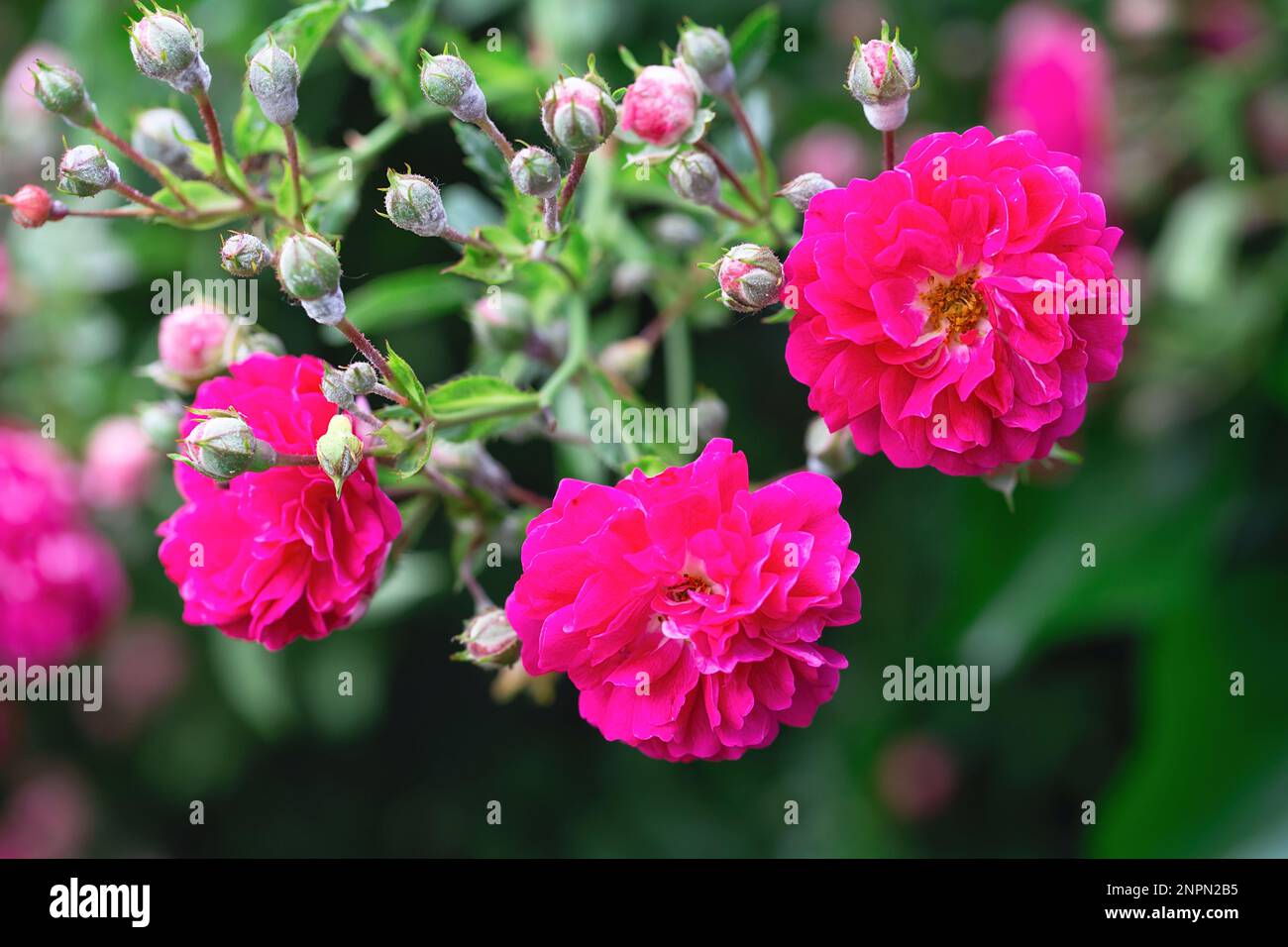 Rosenbusch. Rosa Rosen im Garten. Rote Rosenbüsche im Park. Zarte Blumen. Eine Hecke aus Rosenbüschen. Natürlicher Blumenhintergrund. Stockfoto