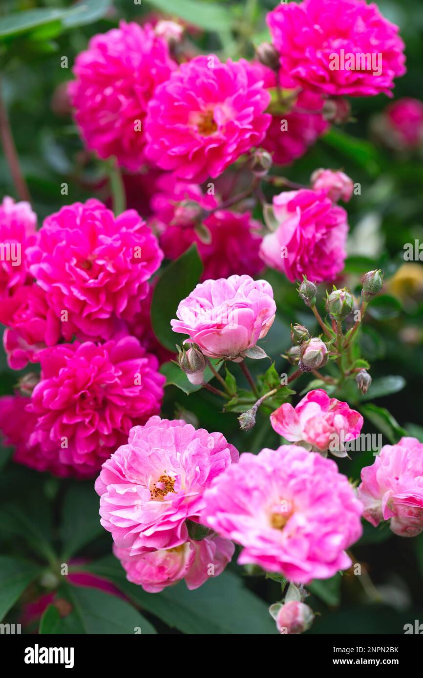 Rosenbusch. Rosa Rosen im Garten. Rote Rosenbüsche im Park. Zarte Blumen. Eine Hecke aus Rosenbüschen. Natürlicher Blumenhintergrund. Stockfoto