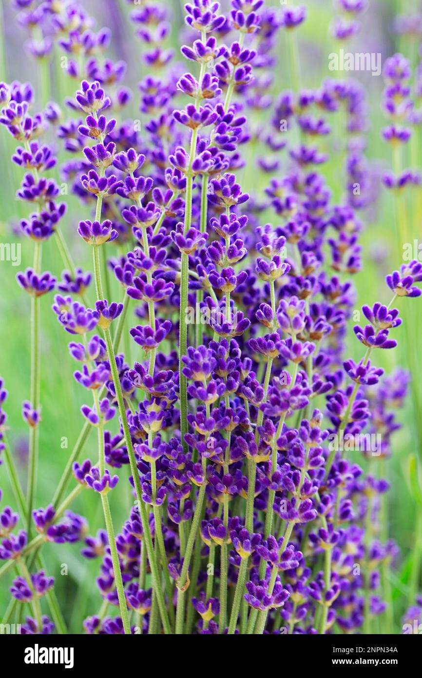 Blühendes lila Lavendel im Garten. Lavendelfeld im Sommer. Aromatherapie. Blumenhintergrund. Stockfoto