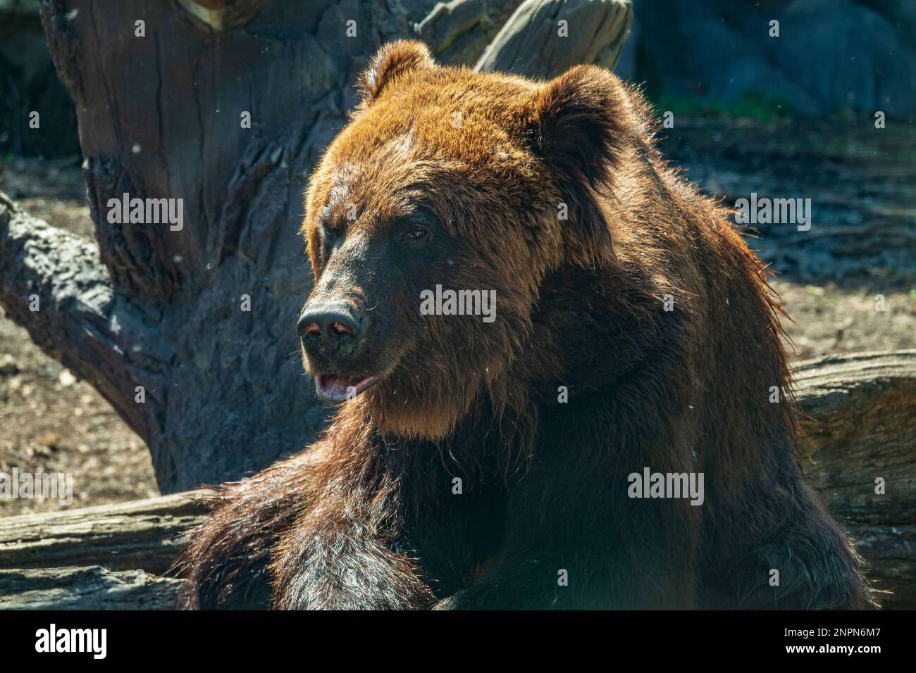 Lustiges Braunbärporträt. Das Leben im Zoo Stockfoto