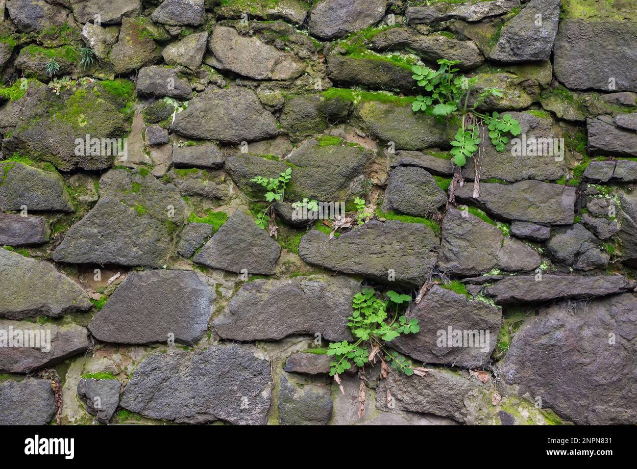 Struktur der Steinwand. Grunge Hintergrund mit Moos Stockfoto