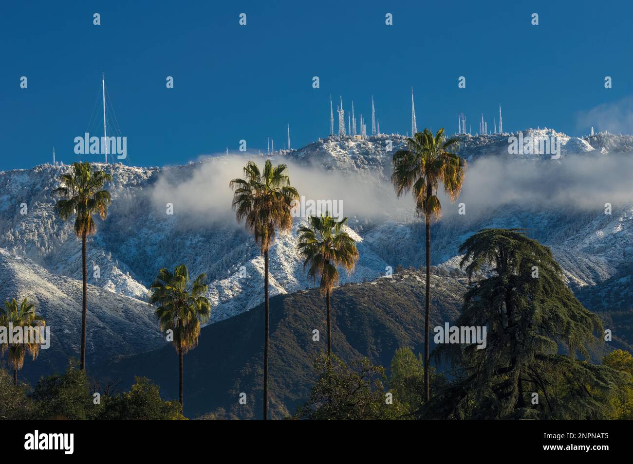 San Gabriel Mountains nach dem jüngsten Südkalifornien-Sturm. Nach Norden, von Pasadena, Richtung Mt. Wilson, mit Palmen im Vordergrund. Stockfoto