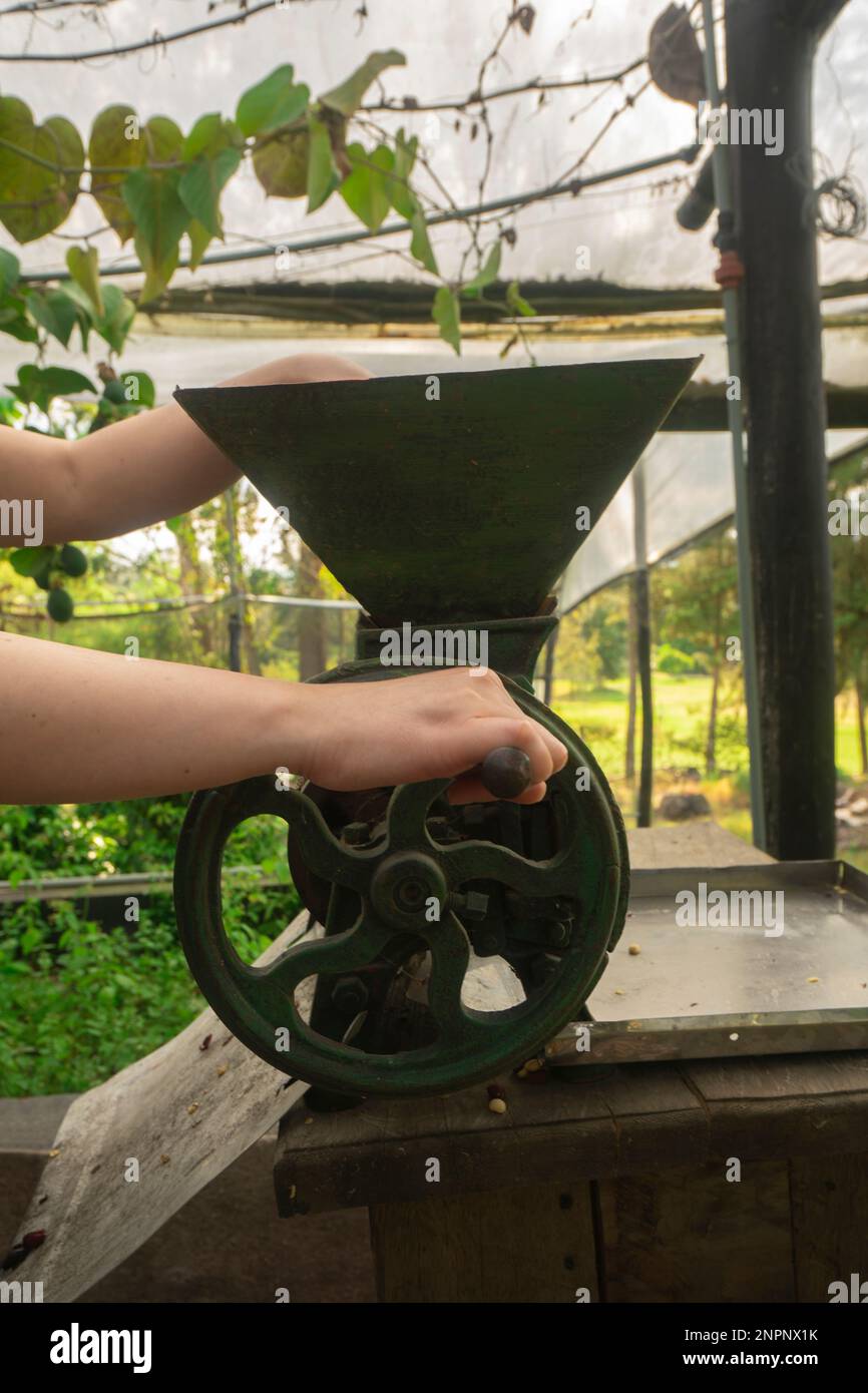 Nahaufnahme der Hand einer Frau, die eine kleine grüne, handgekröpfte Mühle betreibt, um Kaffee in einem Gewächshaus mit grünem Pflanzenhintergrund zu mahlen Stockfoto