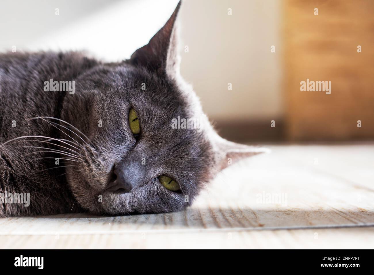 Ray burmesische Katze, die sich auf dem Boden in der Sonne sonnt, waagerecht Stockfoto