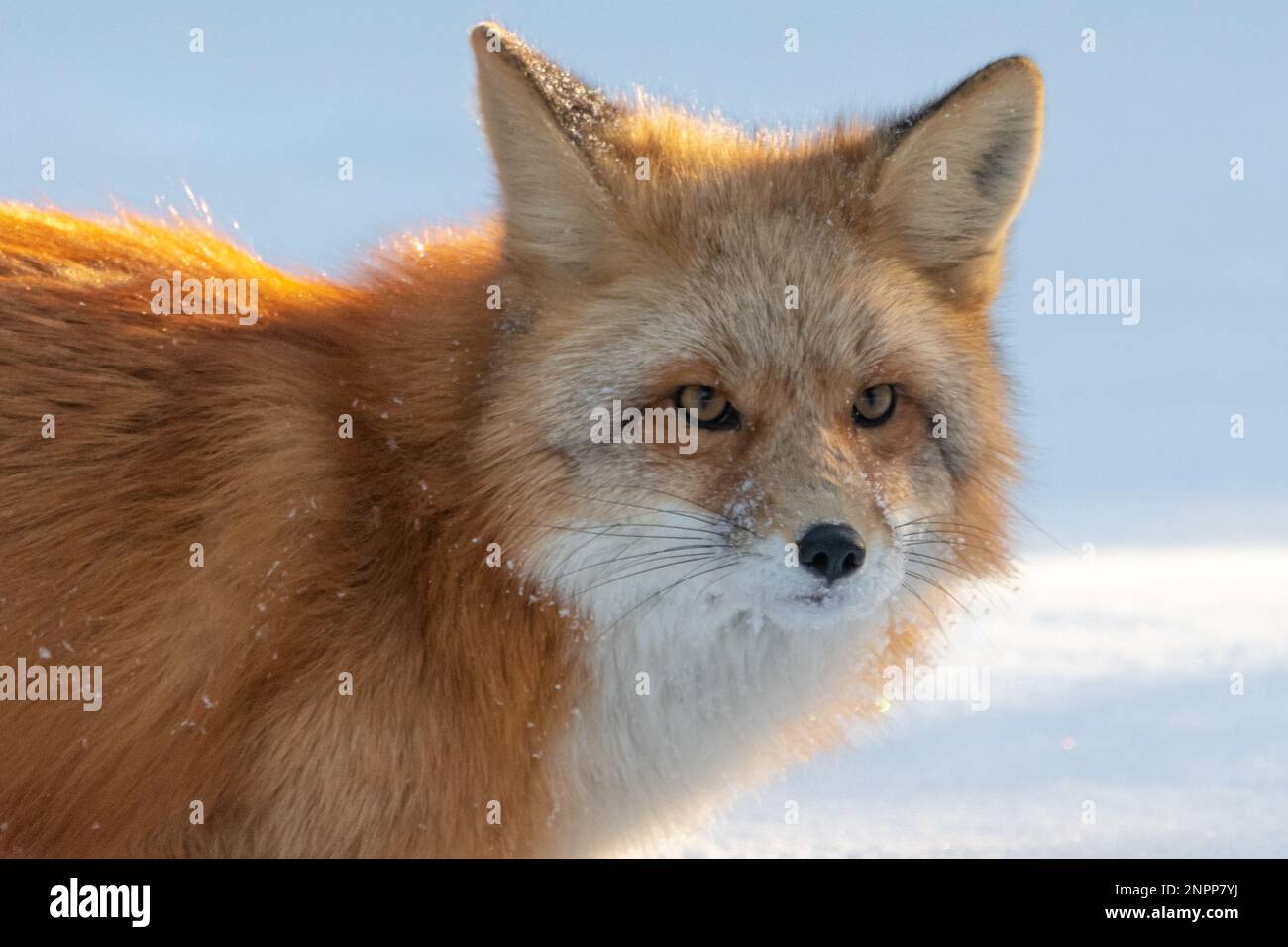 Nahaufnahme eines wunderschönen Rotfuchs (Vulpes vulpes) in natürlicher, wilder Umgebung im Winter. Stockfoto