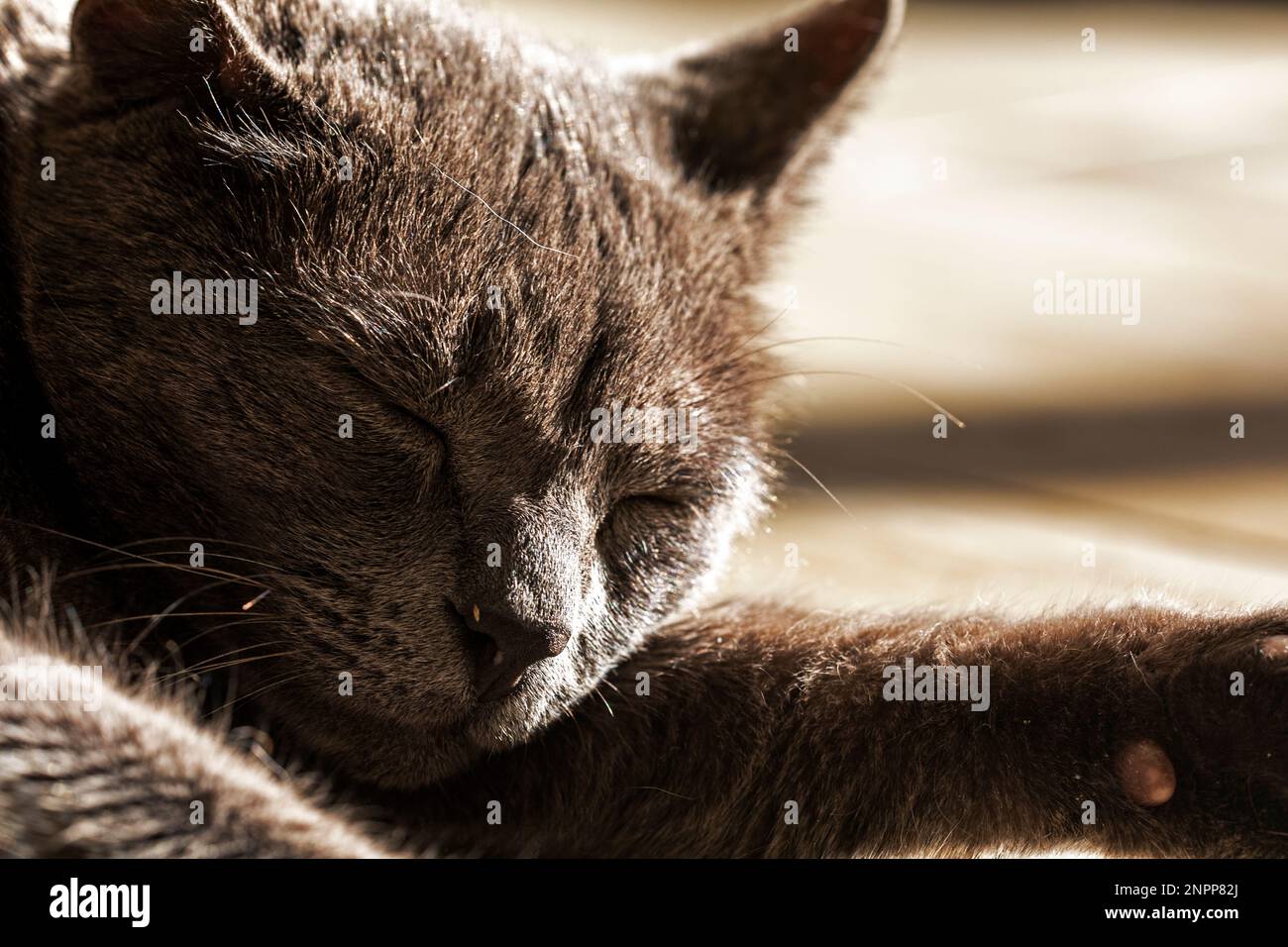 Faule graue burmesische Katze, die sich auf dem Boden in der Sonne sonnt, waagerecht Stockfoto