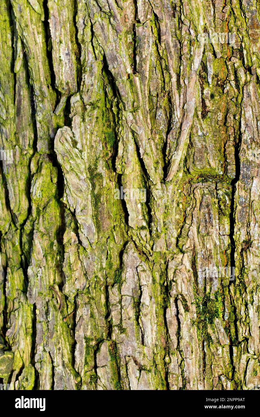 Wych Elm (Ulmus glabra), Nahaufnahme mit Details und Texturen in der Rinde eines reifen Baumes. Stockfoto