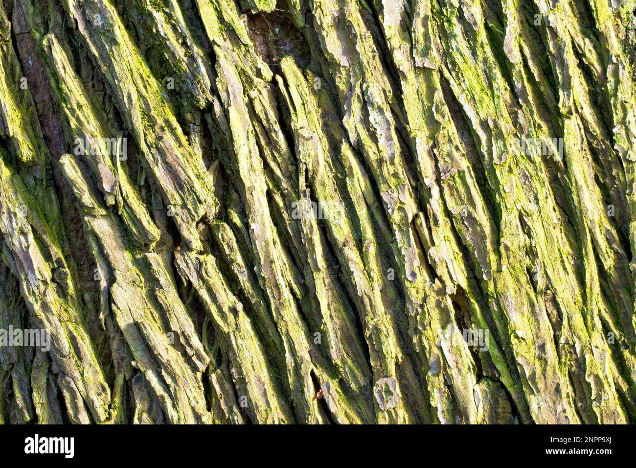 Wych Elm (Ulmus glabra), Nahaufnahme mit Details und Texturen in der Rinde eines reifen Baumes. Stockfoto