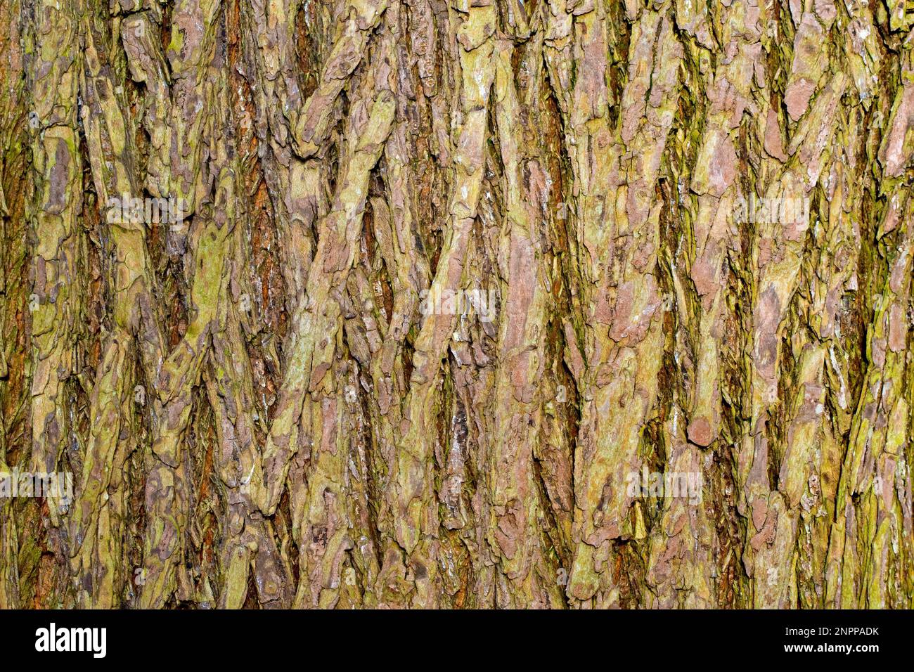 Wych Elm (Ulmus glabra), Nahaufnahme mit Details und Texturen in der Rinde eines reifen Baumes. Stockfoto