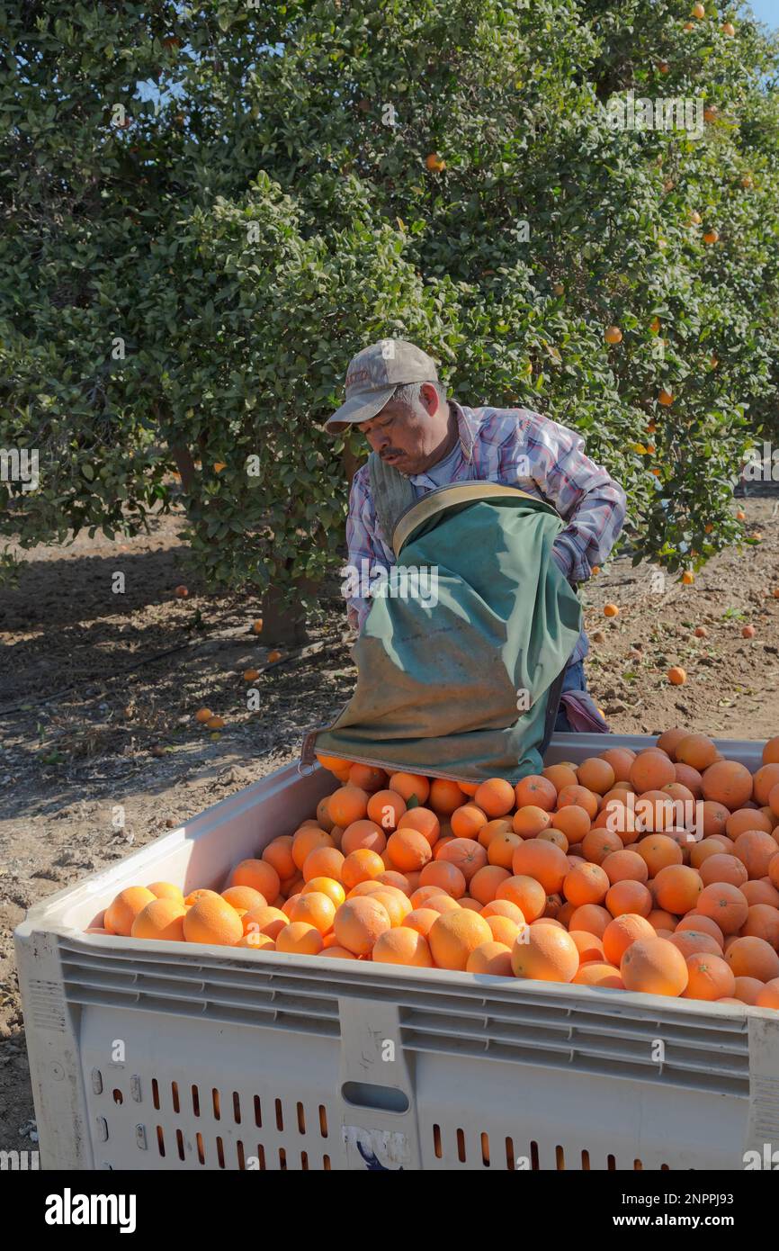 Arbeiter, der geerntete Valencia Orangen 'Citrus sinensis' in Feldbehälter, Kalifornien, deponiert. Stockfoto