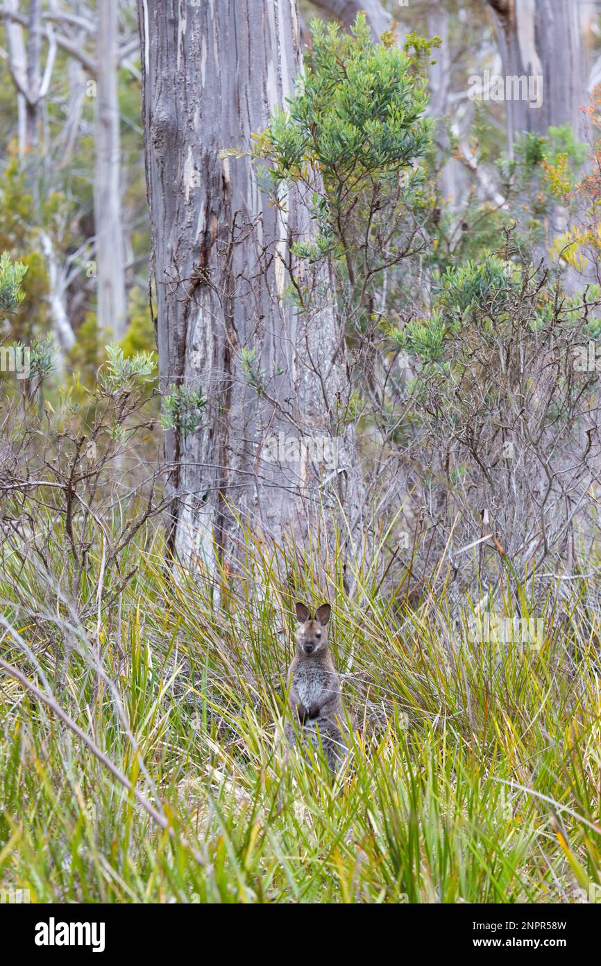 Wild Bennetts Wallaby im Wald Bruny Island Tasmanien Stockfoto