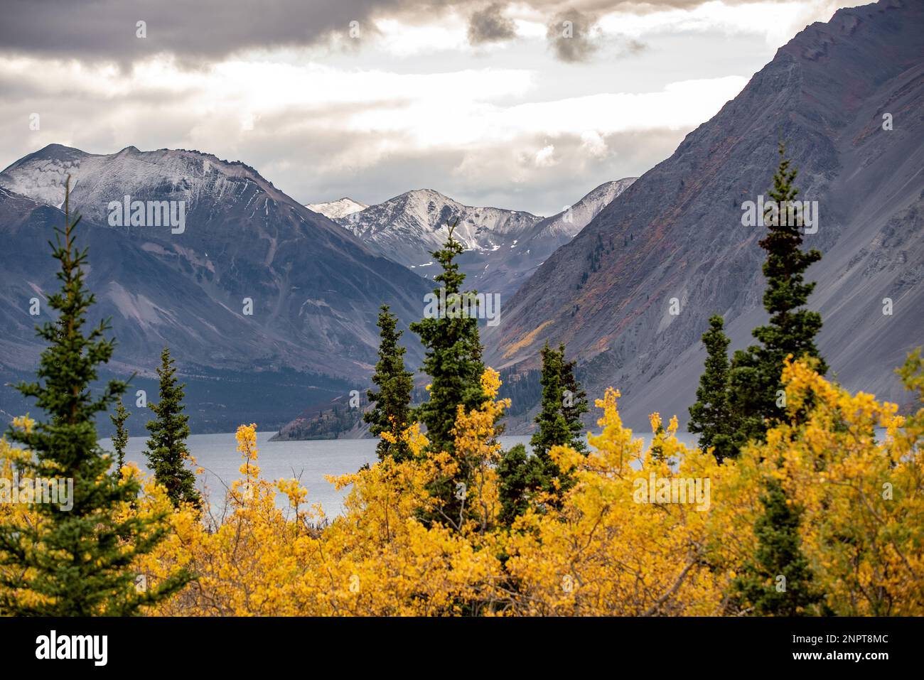 Atemberaubende Haines Junction im nördlichen Yukon Territory, Kanada. Im Herbst mit atemberaubenden gelben Herbstfarben aufgenommen Stockfoto