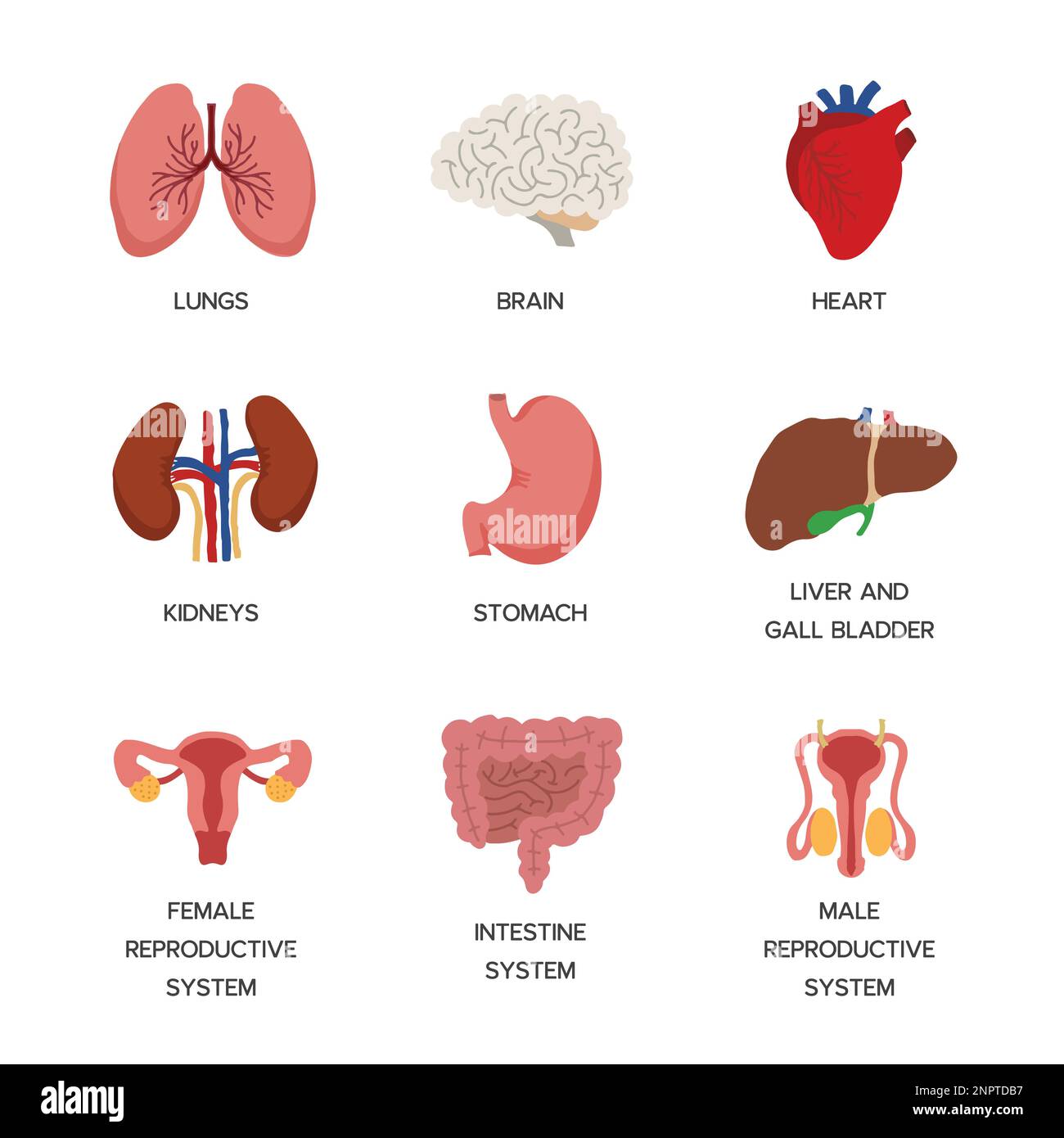 Innere Organe. Organsymbole der menschlichen Körperanatomie, Cartoon-Lungen und Herz, Harnsystem und Leber, Fortpflanzungsfunktion und Gehirn, Illustration Stock Vektor