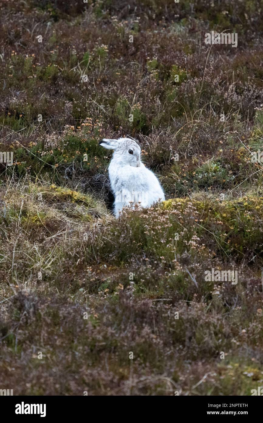 Mountain Hare (Lepus timidus) im Wintermantel - auffällig auf dem braunen schottischen Hügel mit wenig Schnee - Coignashie, Highland, Schottland, Großbritannien Stockfoto