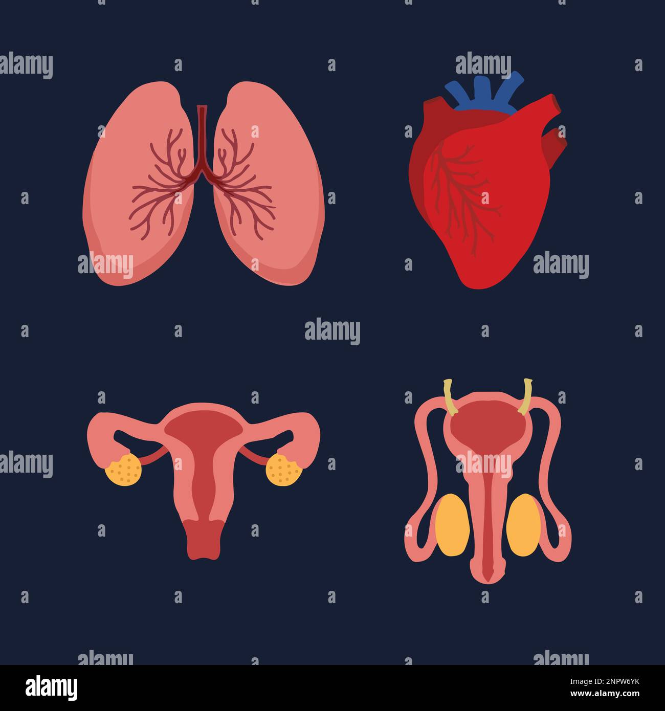Menschliche innere Organe, Körperteile der Cartoon-Anatomie, Herz und ...