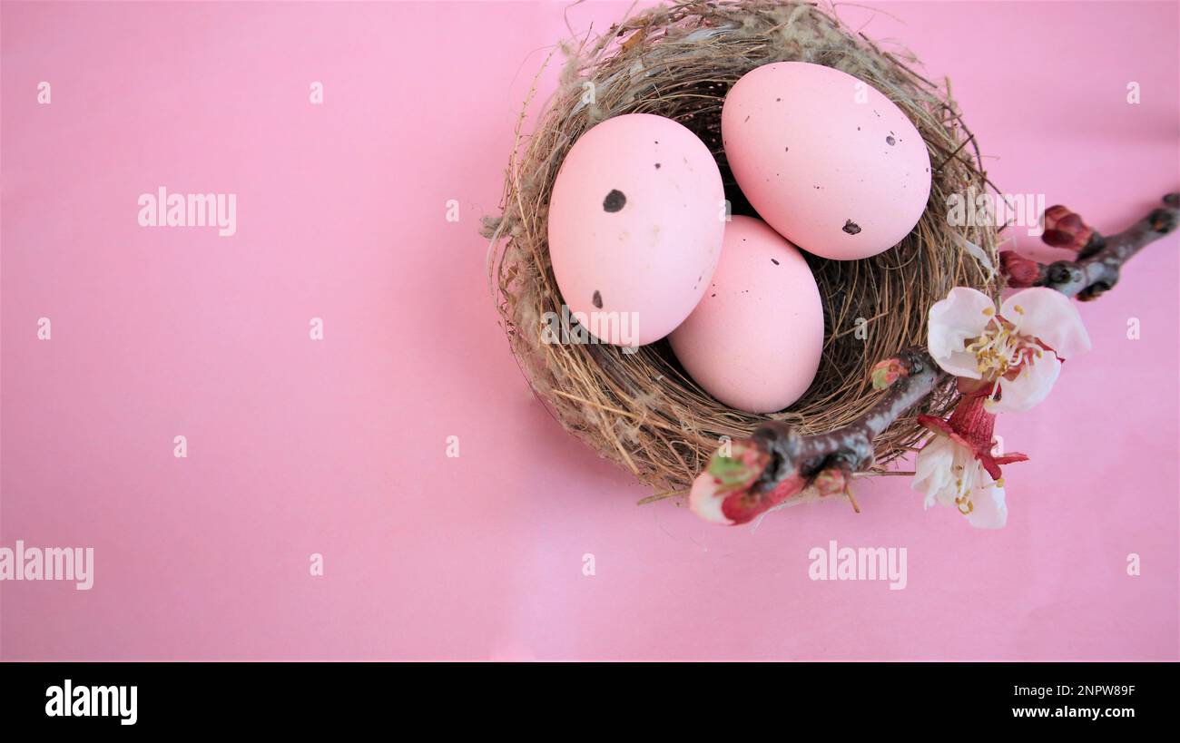 Osterkomposition mit Eiern auf pinkfarbenem Pastellhintergrund. Zweig der blühenden Sakura. Frohe Ostern. Flach Verlegt. Bereich Kopieren Stockfoto
