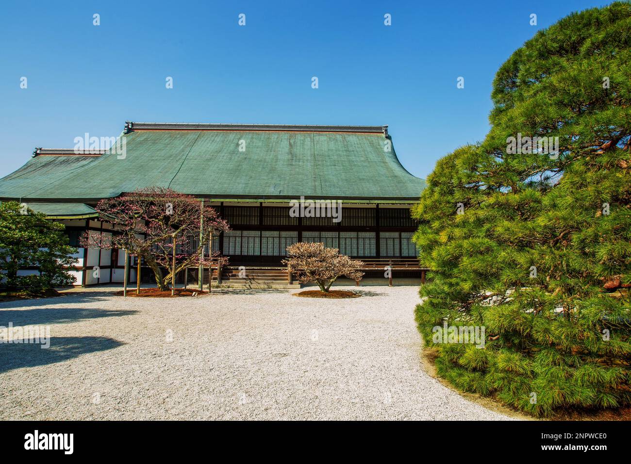 Kaiserpalastgebiet Sento und weiße Kieselsteine als Grasboden im Innenhof im Frühling : Zeit der Kirschblüte in Kyoto. 2 Bäume ch Stockfoto