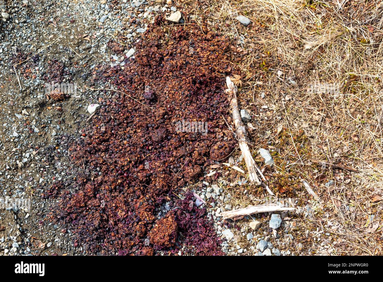 Nahaufnahme von Bärenschrot, Kacke, Kot eines Schwarzbären, Grizzly gesehen in Nordkanada mit Beeren im Exkrement. Stockfoto