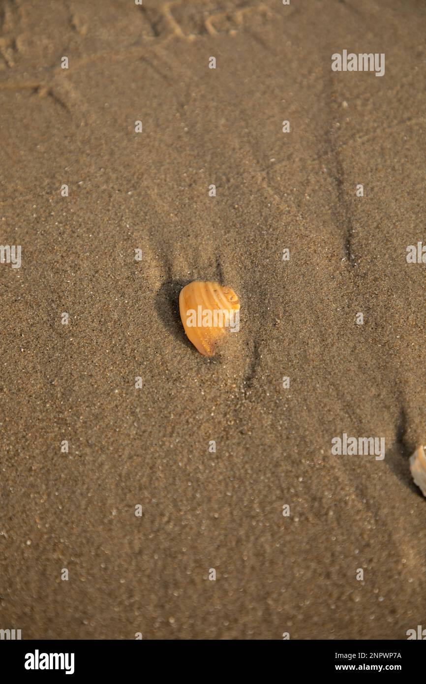 Wunderschöne Seashell begraben in Sand on Beach Stockfoto