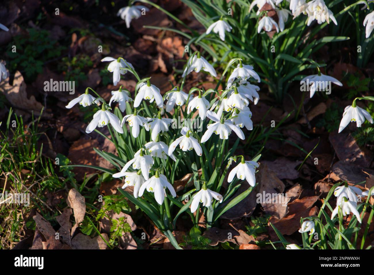 Schneeglöckchen im Februar trentham Gärten nahe Stoke auf der trent staffordshire Galanthus Familie Amaryllidaceae weiße hängende glockenförmige Blume Asparagales Stockfoto