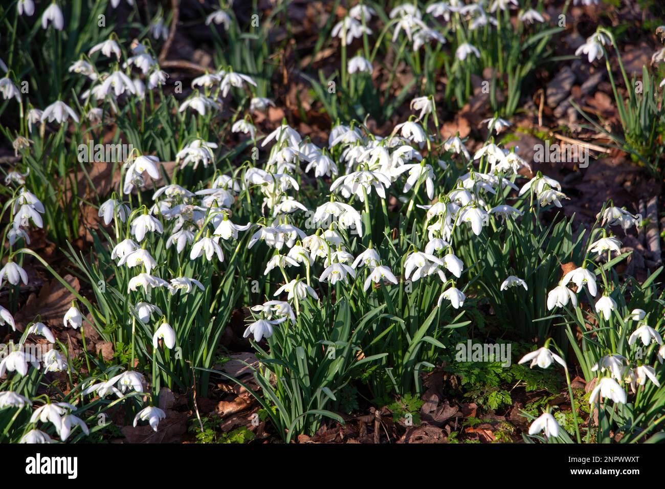 Schneeglöckchen im Februar trentham Gärten nahe Stoke auf der trent staffordshire Galanthus Familie Amaryllidaceae weiße hängende glockenförmige Blume Asparagales Stockfoto