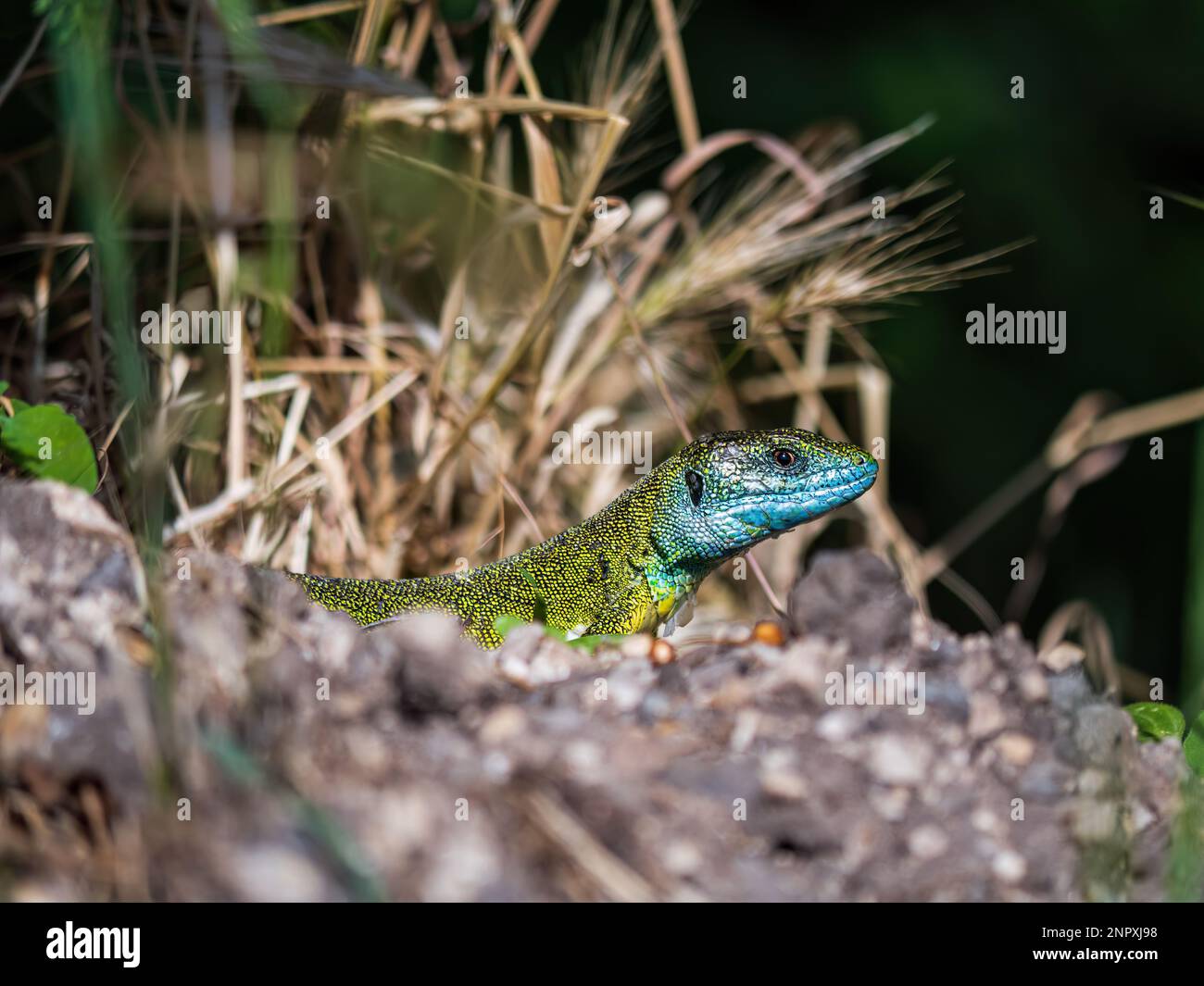 Europäische grüne Eidechse blaue grüne Haut beim Sonnenbaden auf einem Felsen zwischen Gras im Sommer Stockfoto